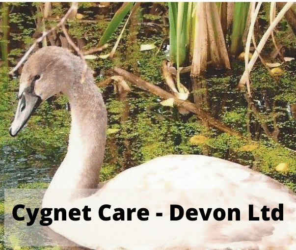 Cygnet Care - Devon Ltd logo